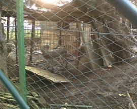 L’AQUILA: CUCCIOLI COSTRETTI A VIVERE NEL FANGO, LETTORE DENUNCIA