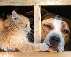 OGGI SI CELEBRA LA ”GIORNATA DELLA CAREZZA PER MICIO E FIDO”