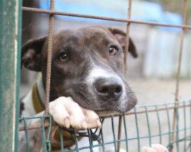 ANIMALI SEPOLTI ILLEGALMENTE AL CANILE COMUNALE DI SULMONA: BLITZ CARABINIERI FORESTALI E ASL