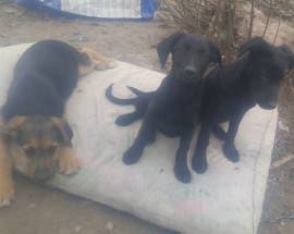 L’AQUILA: TRE CUCCIOLI DI LABRADOR-PASTORE TEDESCO CERCANO CASA E AFFETTO