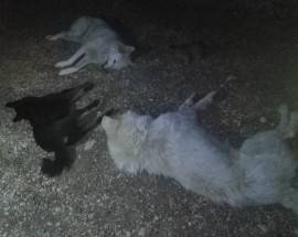 CERCHIO: TROVATI BOCCONI, AVVELENATO UN ALTRO CANE, ERA INCINTA