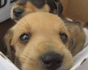 L’AQUILA: ABBANDONA CANI IN UNO SCATOLONE, CONDANNATO