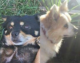 L’AQUILA: 2 CANI SPARITI A MONTICCHIO, PROPRIETARI OFFRONO RICOMPENSA