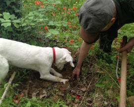 STRAGE DI CANI DA TARTUFO AVVELENATI A ORTONA DEI MARSI