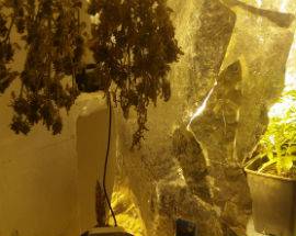 COLTIVAZIONE CANNABIS IN CASA DUE ARRESTI A MANOPPELLO