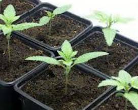 COLTIVA CANNABIS AI DOMICILIARI, ARRESTATO 43ENNE DI PAGLIETA