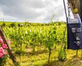 CANTINE APERTE: SI DEGUSTA ONLINE, SCONTI CONSEGNE A DOMICILIO