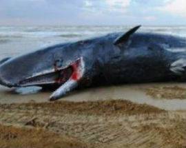 SETTE CAPODOGLI SPIAGGIATI A VASTO, TRE SONO MORTI ”DISASTRO AMBIENTALE”