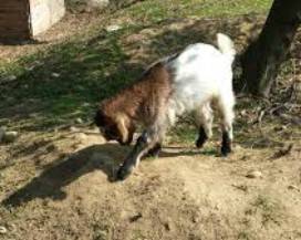 TAGLIACOZZO: LUPI FANO STRAGE DI CAPRE IN UNA FATTORIA