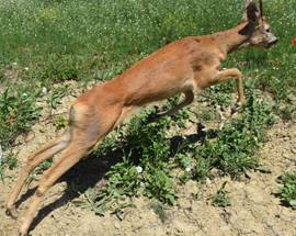 AMBIENTE: FAUNA IN DIFFICOLTA’, I CONSIGLI CARABINIERI FORESTALI E WWF