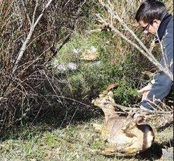 MOLINA ATERNO: SALVANO CAPRIOLO INTRAPPOLATO NEL GIORNO DI PASQUA