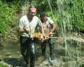 BUSSI: FORESTALE SALVA CAPRIOLO BLOCCATO SUL TIRINO
