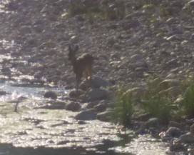 MONTESILVANO: CAPRIOLO SU FIUME SALINE, UCCISO 24 ORE DOPO
