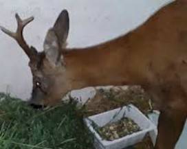GUARDIAGRELE: CURATO IL CAPRIOLO FERITO, RIMESSO IN LIBERTA’