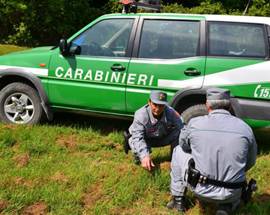 CONSULTA: LEGITTIMO ASSORBIMENTO FORESTALI IN ARMA CARABINIERI