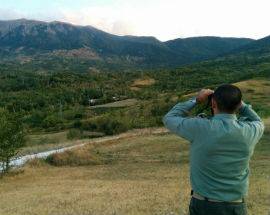 INCENDI: WWF DICE NO A RIMBOSCHIMENTI, ”FAVORISCONO INTERESSI ECONOMICI”