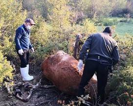 MONTENERO VALCOCCHIARA: SMALTIMENTO ILLECITO DI LETAME E CARCASSE DI ANIMALI