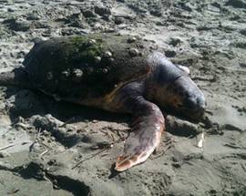 ABRUZZO: NEL 2014 SPIAGGIATE 54 TARTARUGHE E 30 CETACEI