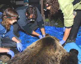 PARCO ABRUZZO: CATTURATA ANCHE L’ORSA PEPPINA, PER DOTARLA DI UN RADIOCOLLARE
