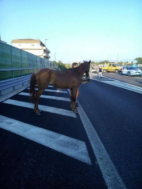 CAVALLO SCAPPA DA RANCITELLI E VAGA SULL’ASSE ATTREZZATO