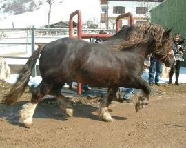 LO STALLONE DELL’UNITE AL RADUNO DI TAGLIACOZZO PAZZI PER IL CAVALLO ‘PAGO’