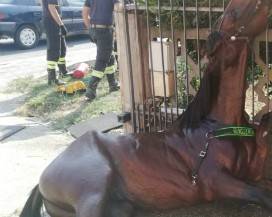 CORROPOLI: SCAPPA E RESTA INFILZATO A CANCELLO, SALVATO CAVALLO
