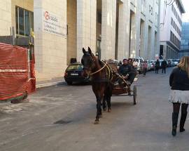 L’AQUILA: I CAVALLI DI SACCO A PASSEGGIO IN CENTRO ”IN CARROZZA CON BIMBI DISABILI, PROIETTI E LA BRILLI”