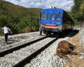 TRENO INVESTE CAVALLO, UN’ORA DI STOP SU LINEA TERNI-L’AQUILA