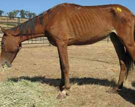 AUSTRALIA: E’ STRAGE DI CAVALLI, ABBATTUTI A MIGLIAIA PER EVITARE EPIDEMIA