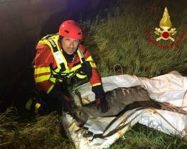 PESCARA: VIGILI DEL FUOCO SALVANO CERBIATTO INTRAPPOLATO IN UN CANALE