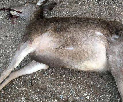 COLLELONGO: AUTO TRAVOLGE E UCCIDE CERVA, TRAUMA CERVICALE PER UNO DEI PASSEGGERI