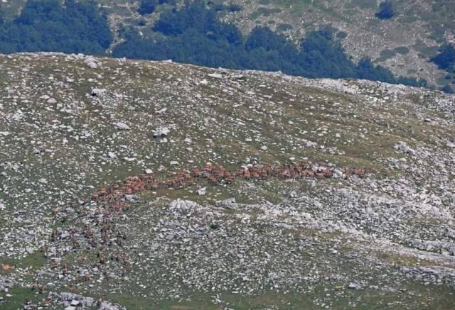 PARCO NAZIONALE GRAN SASSO: AVVISTATO BRANCO DI OLTRE 200 CERVI TRA OFENA E CARPINETO