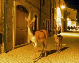 SPETTACOLO NELL’AQUILANO, CERVI A SPASSO IN PIENO CENTRO