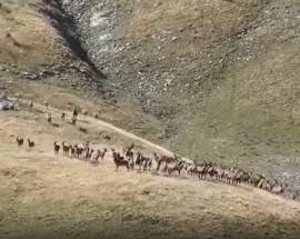 TRA I CERVI NEL PARCO NAZIONALE D’ABRUZZO CON ‘UN REPORTER IN VALIGIA’