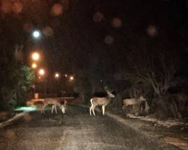 CERVI SULLA STRADA A GIOIA DEI MARSI, COMUNE INVITA A GUIDARE CON PRUDENZA