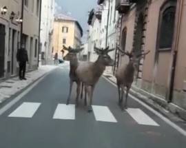 FAUNA SELVATICA A SPASSO NEI BORGHI: CONVIVENZA, NO LOCKDOWN