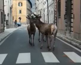 CERVI A SPASSO IN BORGO ABRUZZESE, IL VIDEO DIVENTA VIRALE: RAGGIUNTE 590 MILA PERSONE