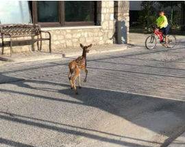 PICCOLO CERBIATTO A PASSEGGIO PER CIVITELLA ALFEDENA, FOTO VIRALI SUI SOCIAL
