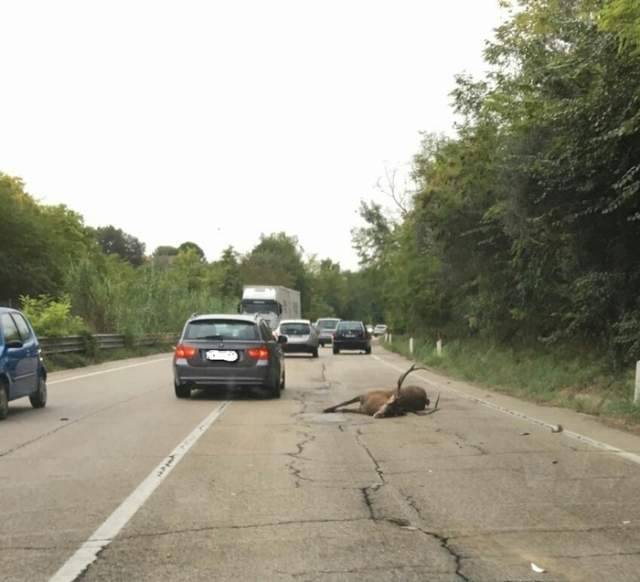 CERVO INVESTITO DA UN’AUTO SULLA SUPERSTRADA PER CHIETI