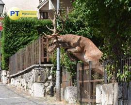 ANIMALI PROTAGONISTI IN ABRUZZO: CERVO A VILLETTA BARREA FA IL GIRO DEL WEB