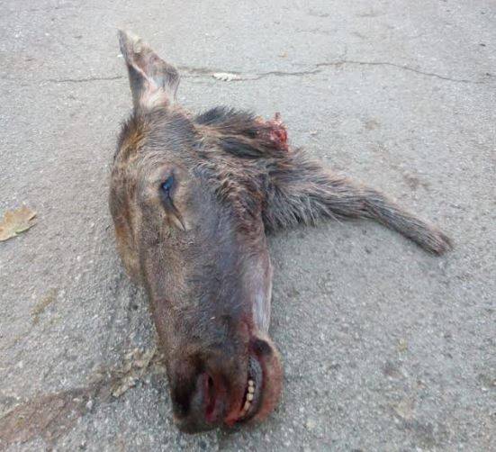 CERVO UCCISO E DECAPITATO DA BRACCONIERI TRA BUGNARA E INTRODACQUA