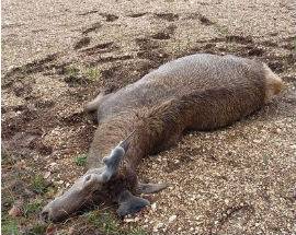 CERVO UCCISO DA BRACCONIERI ALLE PORTE DEL PARCO D’ABRUZZO