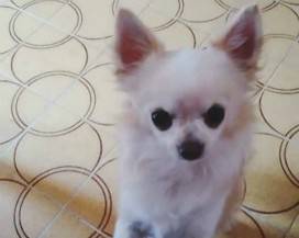 CHIETI: SMARRITO CUCCIOLO DI CHIHUAHUA, OFFERTA RICOMPENSA