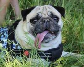 L’AQUILA: RICOMPENSA DI 500 EURO PER CHI TROVA CAGNOLINO SCOMPARSO