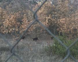 AZIENDA AGRICOLA INVASA E DEVASTATA DAI CINGHIALI: LA BUROCRAZIA SI MUOVE, DOMANI GLI ABBATTIMENTI