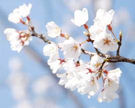 A RAIANO SI FESTEGGIANO I CILIEGI IN FIORE IL PRIMO APRILE PASSEGGIATE E SCAMPAGNATE