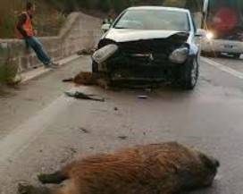 L’AQUILA: CON L’AUTO CONTRO CINGHIALE, PAGA LA REGIONE