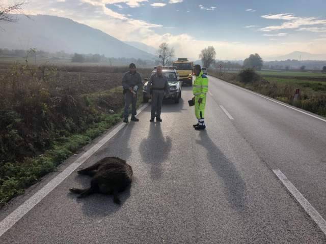 INCIDENTI CON ANIMALI INVESTITI: TRA ABRUZZO E MOLISE 160 IN 18 MESI