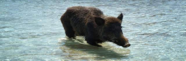 CACCIA AL CINGHIALE ANCHE SU COSTA E COLLINE, E’ SCONTRO SU CHI FA I PIANI