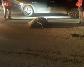 L’AQUILA: CINGHIALE ATTRAVERSA LA MAUSONIA E CAUSA INCIDENTE
